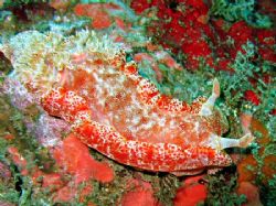 Spanish dancer from a night dive on Kapalai. by Dawn Watson 